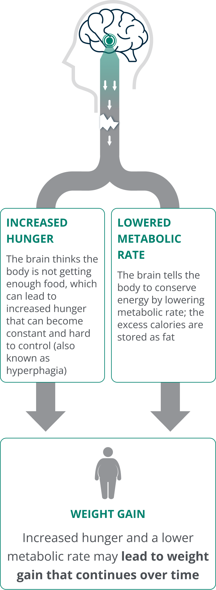 Damaged MC4R pathway showing increased hunger and lowered metabolic rate leading to progressive weight gain