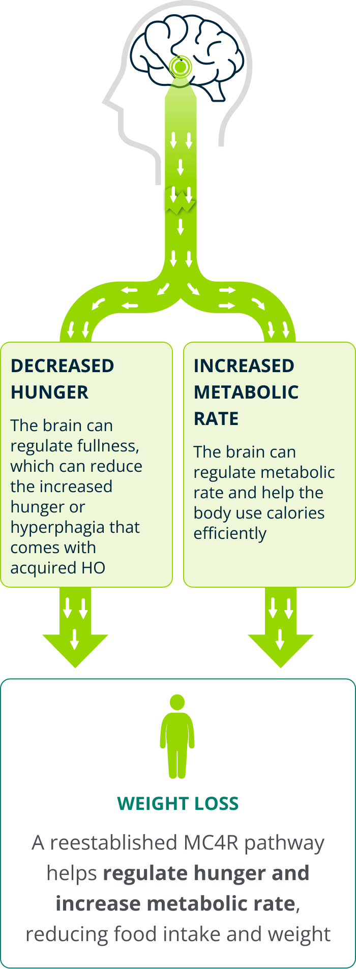 Restored MC4R pathway showing decreased hunger and increased metabolic rate leading to weight loss